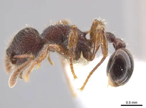 Hylomyrma montana specimen INB0003665629 image inb0003665629_3