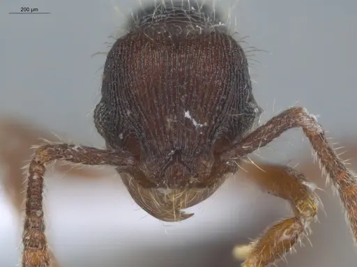 Hylomyrma peetersi specimen ECOFOG-MI15-0108-28 image ecofog-mi15-0108-28_2