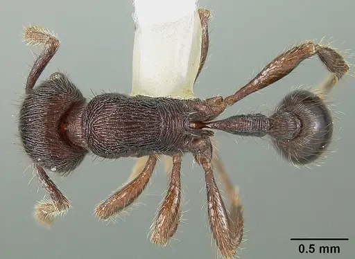 Hylomyrma peetersi specimen USNMENT00413177 image usnment00413177_1