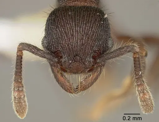 Hylomyrma peetersi specimen USNMENT00413177 image usnment00413177_2