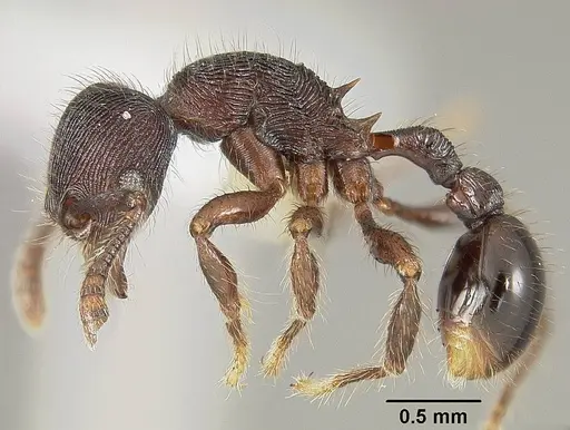 Hylomyrma peetersi specimen USNMENT00413177 image usnment00413177_3