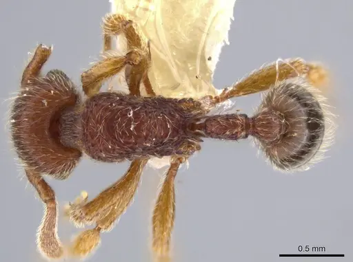Hylomyrma plumosa specimen INBIOCRI001239432 image inbiocri001239432_1