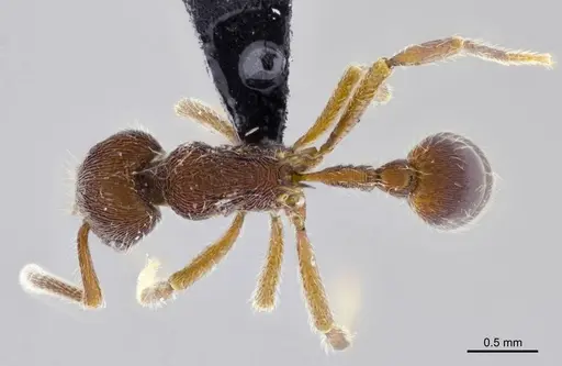 Hylomyrma praepotens specimen ANTWEB1008992 image antweb1008992_1