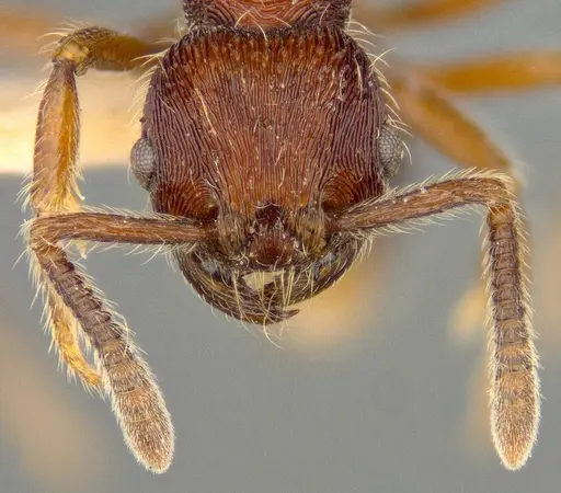 Hylomyrma praepotens specimen ANTWEB1008992 image antweb1008992_3