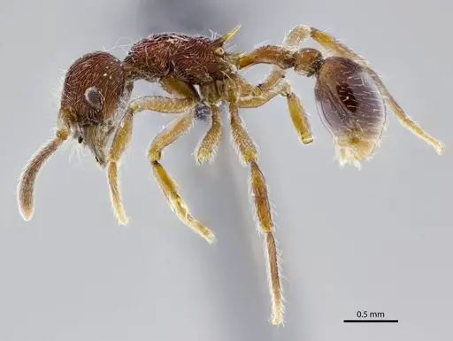 Hylomyrma praepotens specimen ANTWEB1008992 image antweb1008992_4