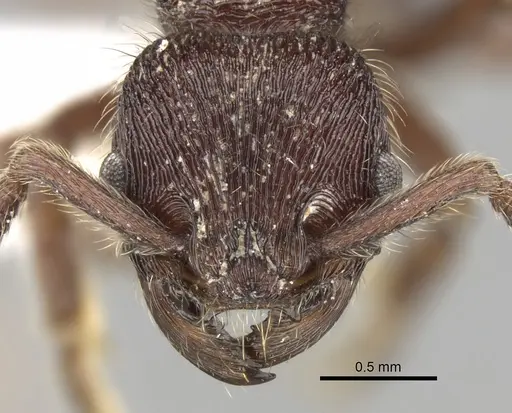 Hylomyrma praepotens specimen CASENT0280844 image casent0280844_2