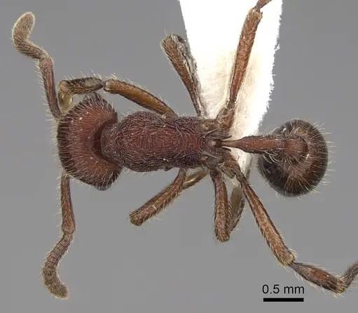 Hylomyrma praepotens specimen CASENT0923018 image casent0923018_1