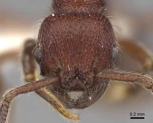 Hylomyrma praepotens specimen CASENT0923018 image casent0923018_2