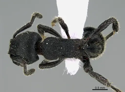 Hylomyrma primavesi specimen CASENT0923627 image casent0923627_1