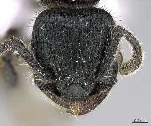 Hylomyrma primavesi specimen CASENT0923627 image casent0923627_2