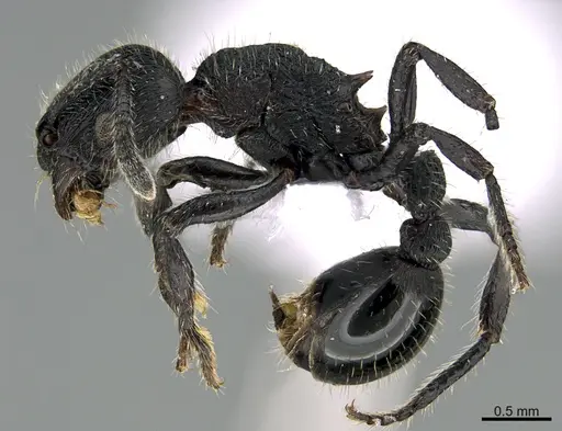 Hylomyrma primavesi specimen CASENT0923627 image casent0923627_3
