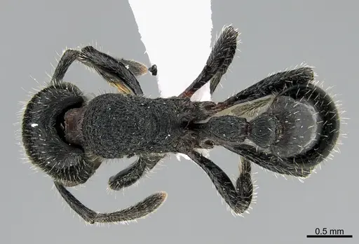 Hylomyrma primavesi specimen CASENT0923628 image casent0923628_1