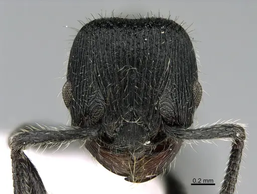 Hylomyrma primavesi specimen CASENT0923628 image casent0923628_2