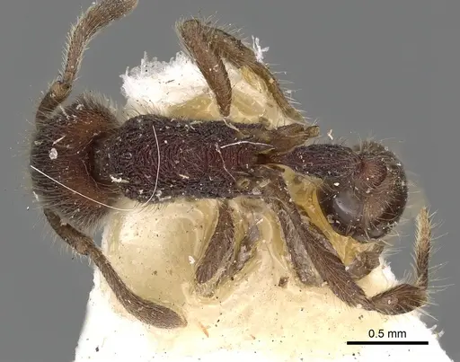 Hylomyrma reginae specimen CASENT0900392 image casent0900392_1