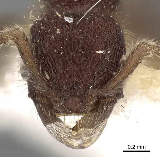 Hylomyrma reginae specimen CASENT0900392 image casent0900392_2
