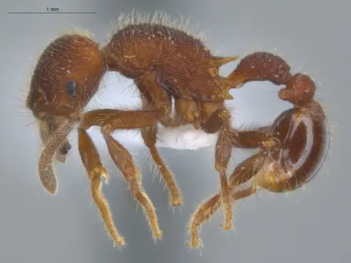 Hylomyrma reginae specimen ECOFOG-IT14-0272-77 image ecofog-it14-0272-77_3