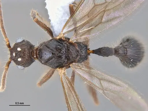 Hylomyrma reitteri specimen ANTWEB1047727 image antweb1047727_1