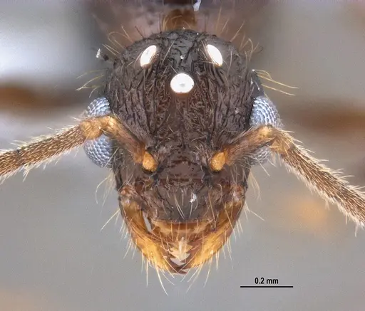 Hylomyrma reitteri specimen ANTWEB1047727 image antweb1047727_2
