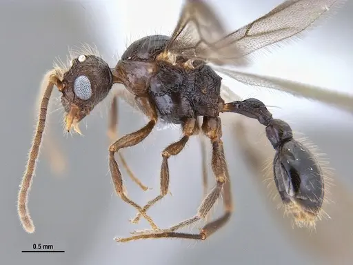 Hylomyrma reitteri specimen ANTWEB1047727 image antweb1047727_3
