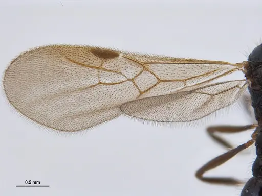 Hylomyrma reitteri specimen ANTWEB1047727 image antweb1047727_4