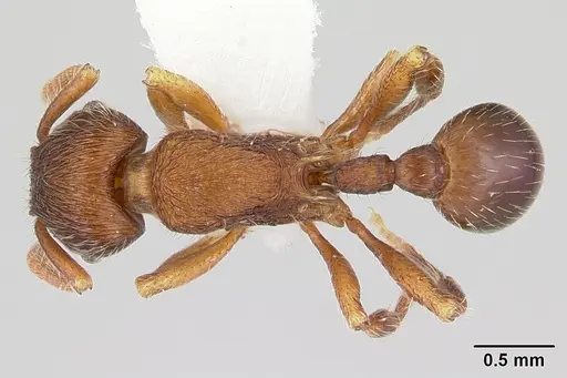 Hylomyrma reitteri specimen CASENT0173969 image casent0173969_1
