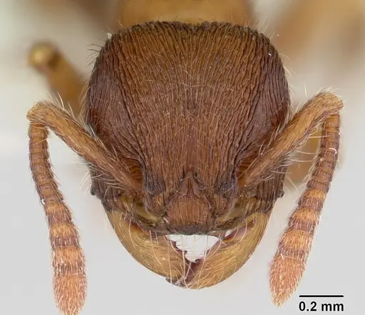 Hylomyrma reitteri specimen CASENT0173969 image casent0173969_2