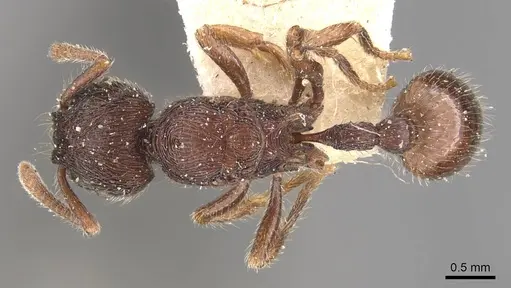 Hylomyrma reitteri specimen CASENT0907677 image casent0907677_1