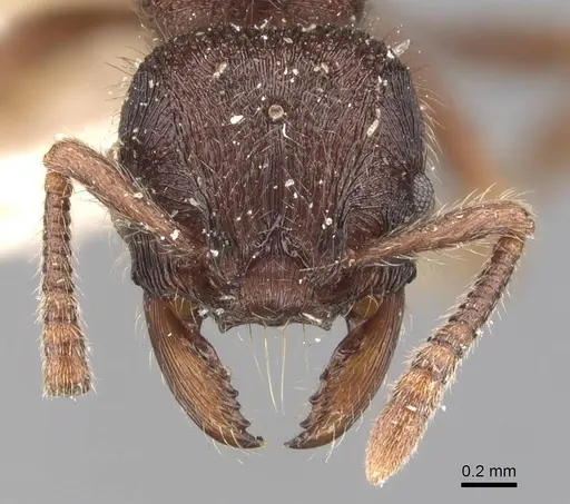 Hylomyrma reitteri specimen CASENT0907677 image casent0907677_2