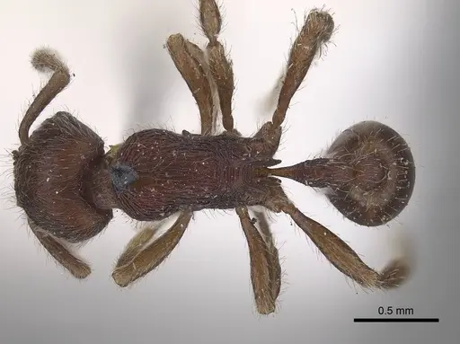 Hylomyrma reitteri specimen CASENT0919630 image casent0919630_1