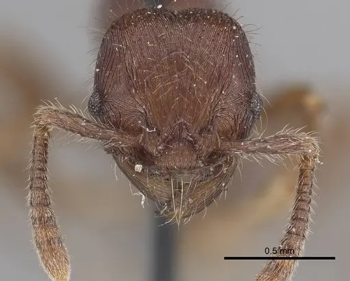 Hylomyrma reitteri specimen CASENT0919630 image casent0919630_2