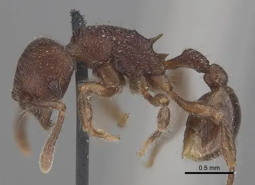 Hylomyrma reitteri specimen CASENT0919630 image casent0919630_3