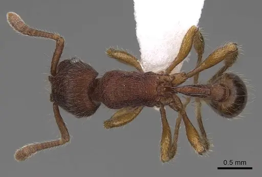 Hylomyrma reitteri specimen CASENT0923019 image casent0923019_1