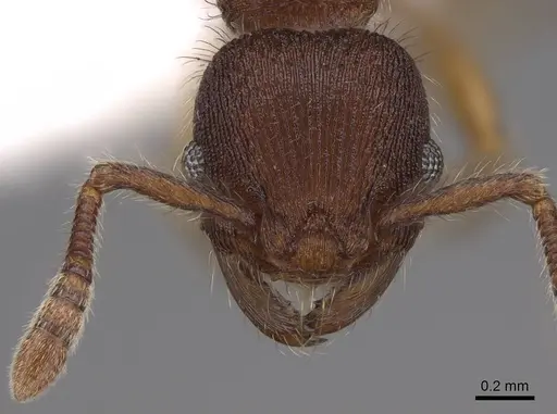 Hylomyrma reitteri specimen CASENT0923019 image casent0923019_2