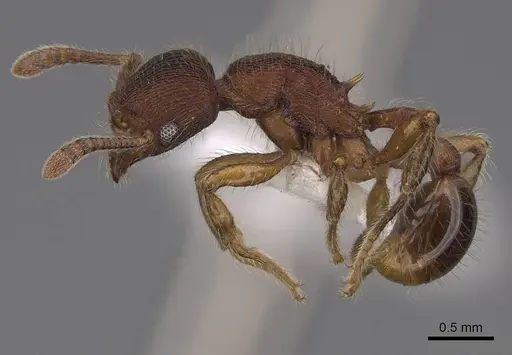 Hylomyrma reitteri specimen CASENT0923019 image casent0923019_3