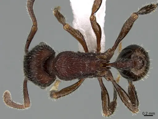 Hylomyrma reitteri specimen CASENT0923629 image casent0923629_1