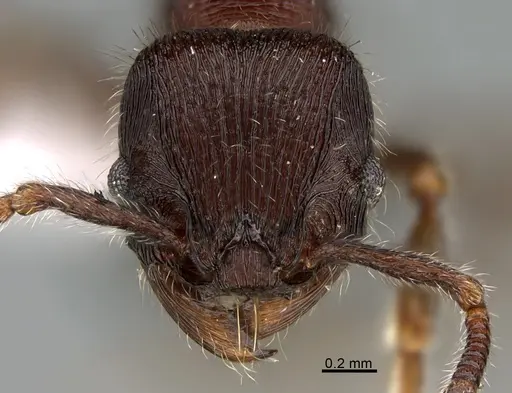 Hylomyrma reitteri specimen CASENT0923629 image casent0923629_2