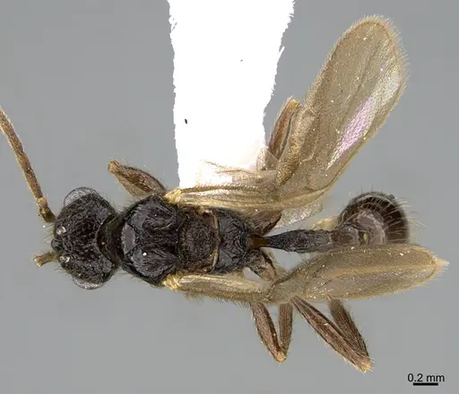 Hylomyrma reitteri specimen CASENT0923630 image casent0923630_1