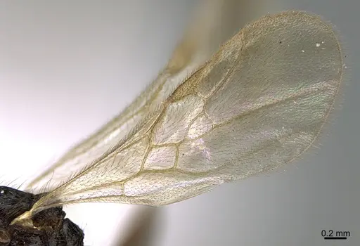 Hylomyrma reitteri specimen CASENT0923630 image casent0923630_4