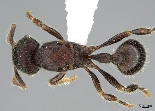 Hylomyrma reitteri specimen CASENT0923631 image casent0923631_1