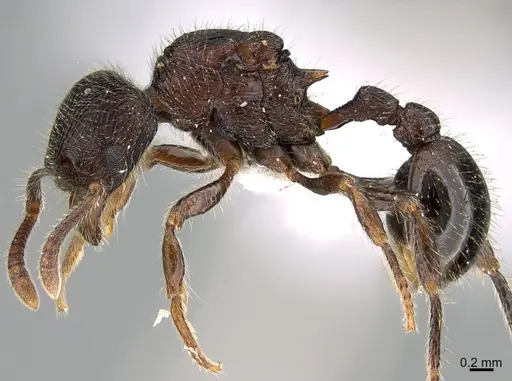 Hylomyrma reitteri specimen CASENT0923631 image casent0923631_3