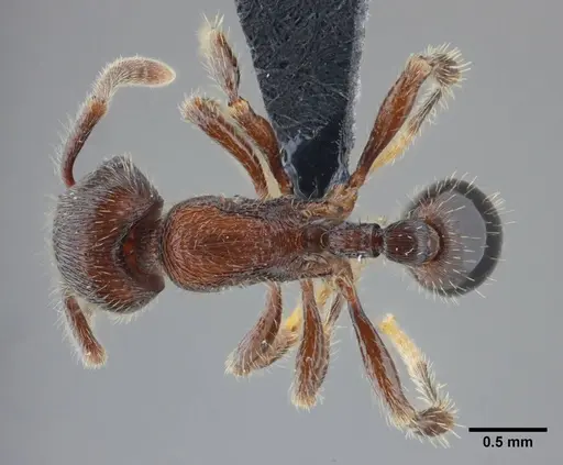 Hylomyrma reitteri specimen UFV-LABECOL-000141 image ufv-labecol-000141_1