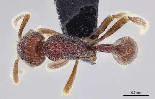 Hylomyrma sagax specimen ANTWEB1008993 image antweb1008993_1