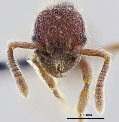 Hylomyrma sagax specimen ANTWEB1008993 image antweb1008993_2