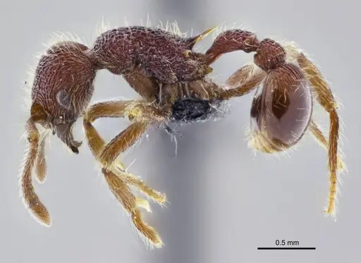 Hylomyrma sagax specimen ANTWEB1008993 image antweb1008993_3