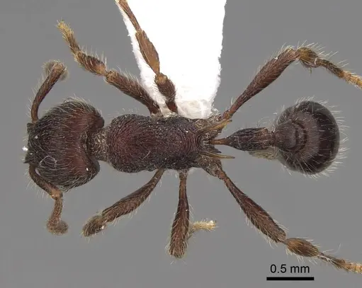 Hylomyrma sagax specimen CASENT0923020 image casent0923020_1