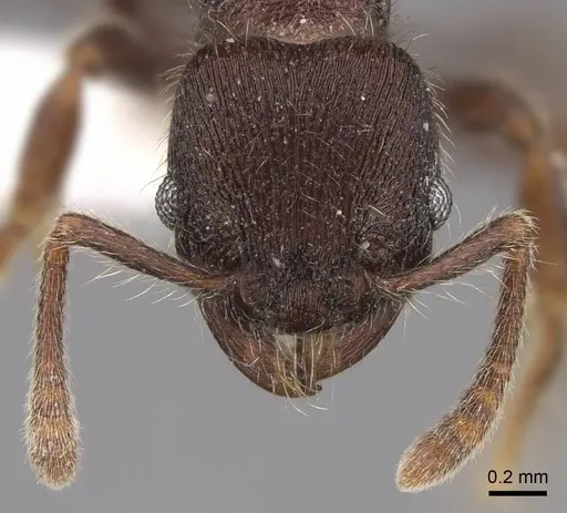 Hylomyrma sagax specimen CASENT0923020 image casent0923020_2