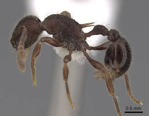 Hylomyrma sagax specimen CASENT0923020 image casent0923020_3
