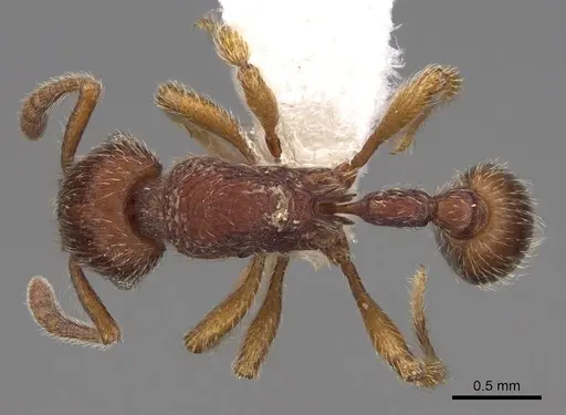 Hylomyrma transversa specimen CASENT0923021 image casent0923021_1