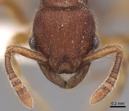 Hylomyrma transversa specimen CASENT0923021 image casent0923021_2