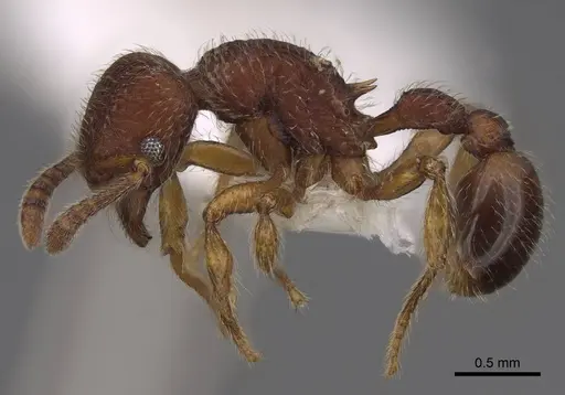 Hylomyrma transversa specimen CASENT0923021 image casent0923021_3